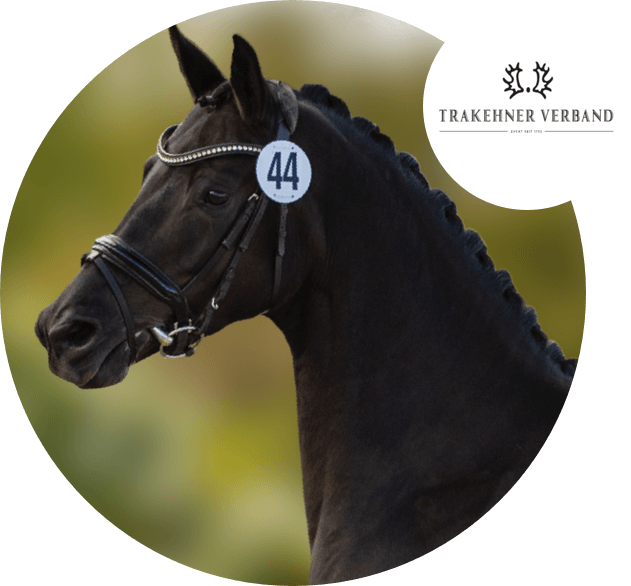 Derby Kat Community Team Trakehner Verband titel